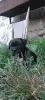 Photo №4. I will sell cane corso in the city of Tiraspol. breeder - price - 350$