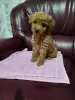 Photo №1. poodle (toy) - for sale in the city of Grocka | negotiated | Announcement № 106784