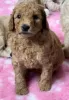 Photo №3. Adorable Miniature Goldendoodle pups ready to go today. United States