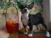 Additional photos: Basenji Champion Bloodlines Pups, FCI Pedigree