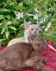 Photo №1. burmese cat - for sale in the city of Sevettijärvi | 391$ | Announcement № 84179