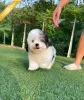 Photo №3. DOMINO - SHEEPADOODLE. Germany