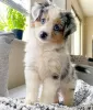 Photo №2 to announcement № 75572 for the sale of australian shepherd - buy in United Kingdom private announcement