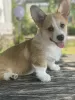 Additional photos: Welsh Corgi Puppies