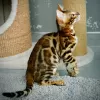 Photo №3. Mayson (U) purebred Bengal male kitten. Italy