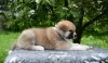 Photo №4. I will sell akita in the city of Cherkassky Bishkin. breeder - price - negotiated