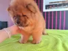 Additional photos: Chow chow puppies