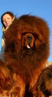 Additional photos: Tibetan Mastiff Puppies