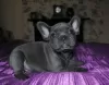 Photo №1. french bulldog - for sale in the city of Аугсбург | 179$ | Announcement № 129372