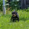 Additional photos: Rottweiler puppy