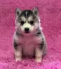 Photo №1. siberian husky - for sale in the city of Антверпен | Is free | Announcement № 129082