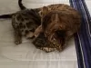 Photo №1. bengal cat - for sale in the city of Berlin | Is free | Announcement № 95077