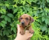 Additional photos: German Pinscher Puppies