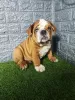 Photo №2 to announcement № 119045 for the sale of english bulldog - buy in Serbia breeder