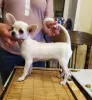 Photo №3. beautiful cute white chihuahua gsh. Russian Federation