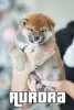 Photo №3. Shiba Inu puppies from BCU/FCI kennel. Belarus