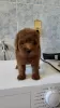 Photo №4. I will sell poodle (toy) in the city of Žitište. breeder - price - negotiated