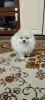 Photo №1. pomeranian - for sale in the city of Cologne | 280$ | Announcement № 92966