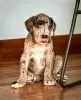 Photo №1. great dane - for sale in the city of Port Hedland | 1000$ | Announcement № 50388