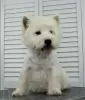 Additional photos: West Highland White Terrier puppy from International Champion