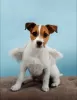 Additional photos: Jack Russell Terrier puppies