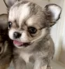 Photo №3. Adorable Chihuahua puppy for adoption. United States