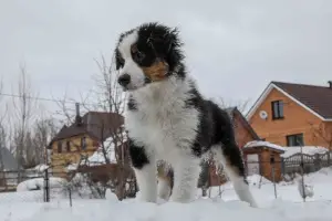 Photo №4. I will sell australian shepherd in the city of Kazan. from nursery - price - 481$