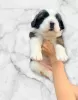 Additional photos: Saint Bernard puppies