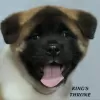 Additional photos: american akita puppies