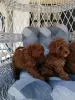 Additional photos: Red miniature poodle puppies