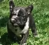 Photo №1. french bulldog - for sale in the city of Minsk | negotiated | Announcement № 101293