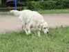 Photo №3. golden retriever puppies. Russian Federation