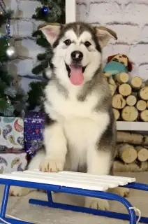 Photo №3. Alaskan Malamute. Puppies. Russian Federation