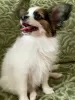 Additional photos: papillon puppies