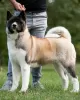 Additional photos: American Akita