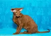 Photo №4. I will sell oriental shorthair in the city of Permian. from nursery - price - negotiated