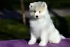 Photo №1. samoyed dog - for sale in the city of Москва | negotiated | Announcement № 19394