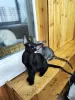 Additional photos: Peterbald kittens