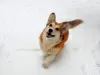 Photo №1. welsh corgi - for sale in the city of Mariupol | 586$ | Announcement № 93091