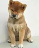 Photo №1. shiba inu - for sale in the city of Astrakhan | 1000$ | Announcement № 19434