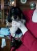 Additional photos: Miniature dachshund puppies, wirehaired and smooth, different colors