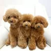 Photo №1. poodle (royal) - for sale in the city of Freiburg im Breisgau | 275$ | Announcement № 110861