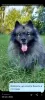 Photo №4. I will sell german spitz in the city of Kiev. breeder - price - 528$