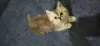 Photo №2 to announcement № 98754 for the sale of persian cat - buy in Egypt private announcement