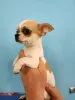 Photo №4. I will sell chihuahua in the city of Munich. breeder - price - 269$