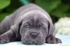 Additional photos: Cane Corso Puppies RECOMMENDATION