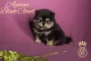 Photo №2 to announcement № 31341 for the sale of german spitz - buy in Russian Federation from nursery