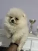 Additional photos: Pomeranian, puppies of first class bloodline and beauty