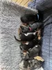 Photo №1. dachshund - for sale in the city of Great Neck | 310$ | Announcement № 128726