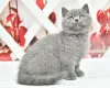 Photo №1. british shorthair - for sale in the city of Bremen | Is free | Announcement № 107999